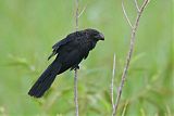 Smooth-billed Ani